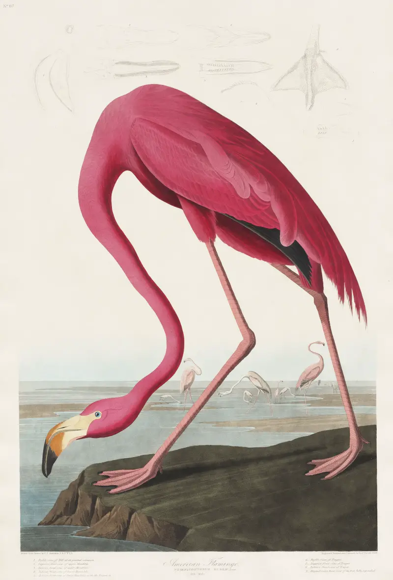 Pink Flamingo from Birds of America by John James Audubon